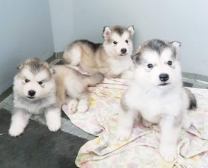 Cuccioli Alaskan Malamute